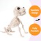 Posable Halloween Dog Skeleton Full Body Posable Joints Skeleton Puppy for Halloween Decoration, Graveyard Party Deco (9.8” X 4.7” X 12.6”)